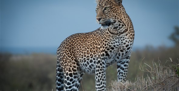 Cheetah safari - 